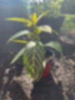 Thumbnail: Zebra plant or sanchezia speciosa. Tropical plant with lightly striped leaves