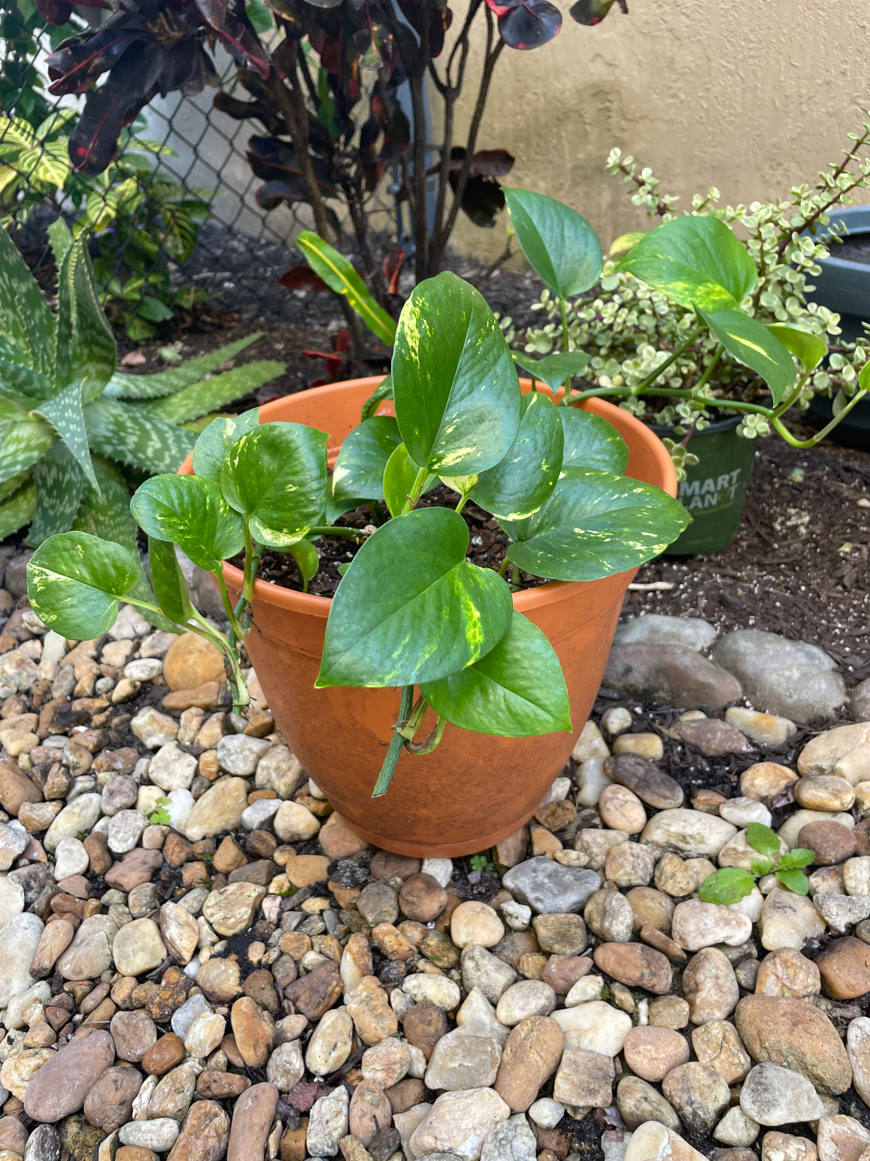 Golden Pothos. Tropical plant with gold flecked heart shaped leaves