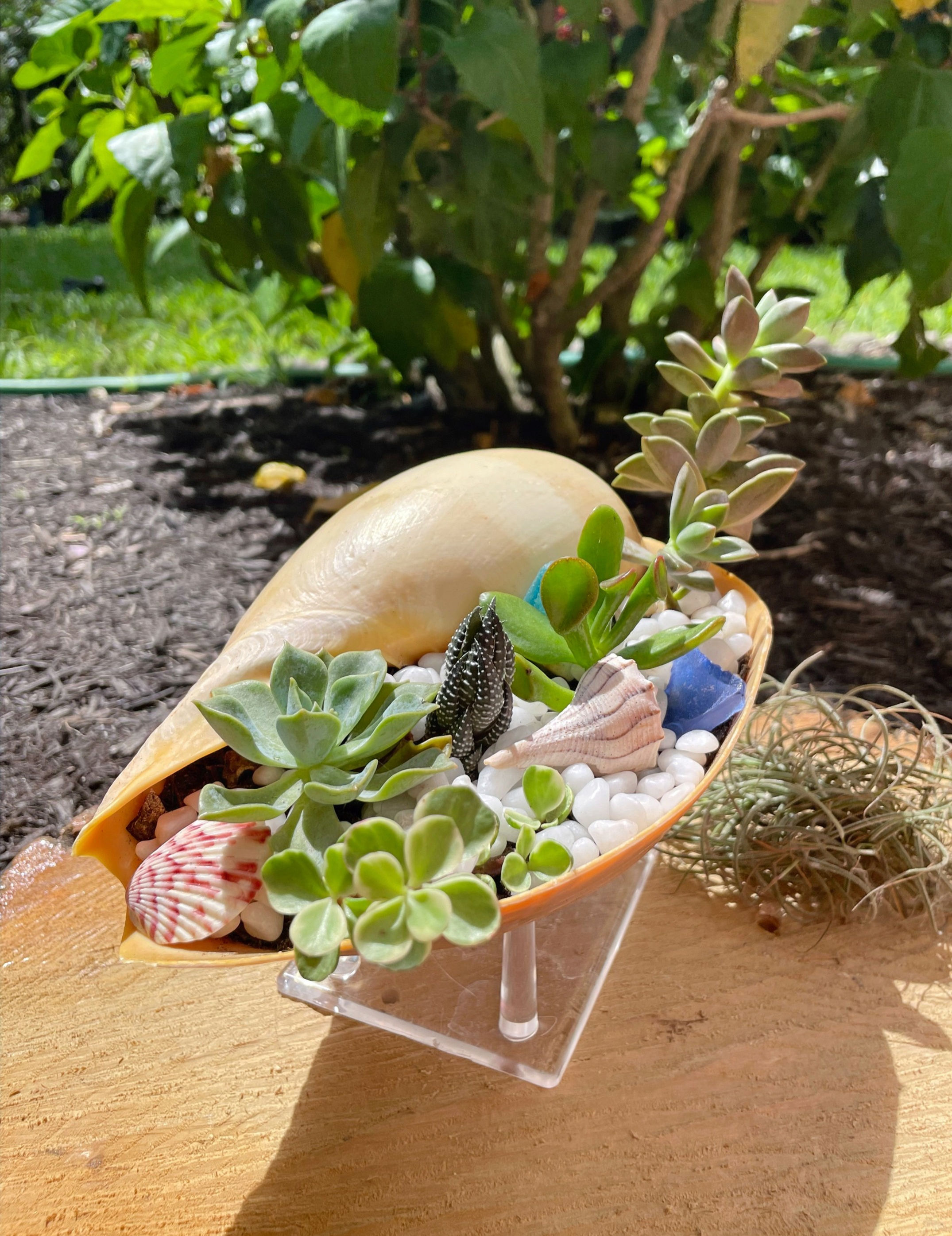 Melon Diadema Seashell with succulents, sea glass and scallop seashells