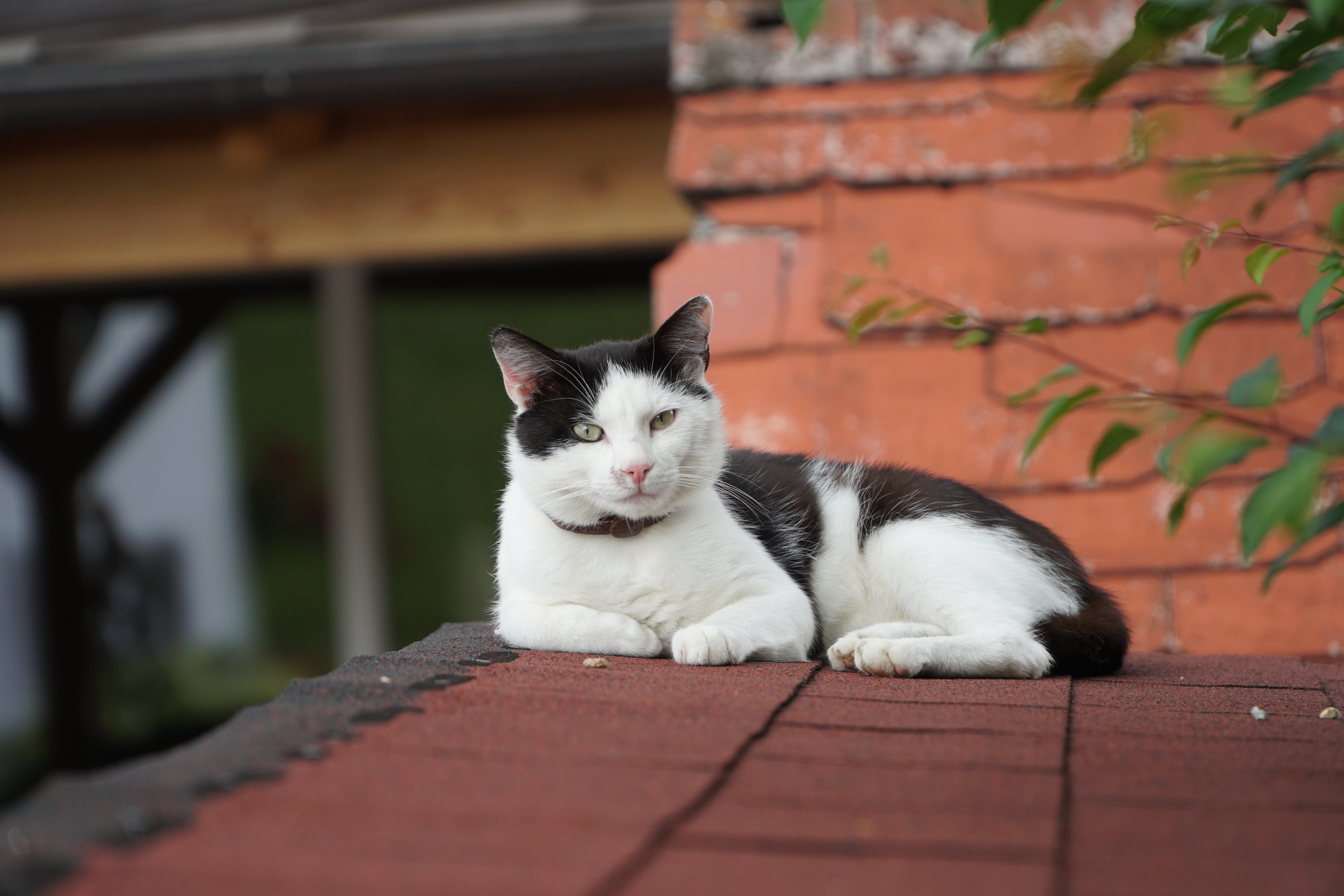 Hof-Katze