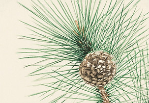 Pine Cone Sketch