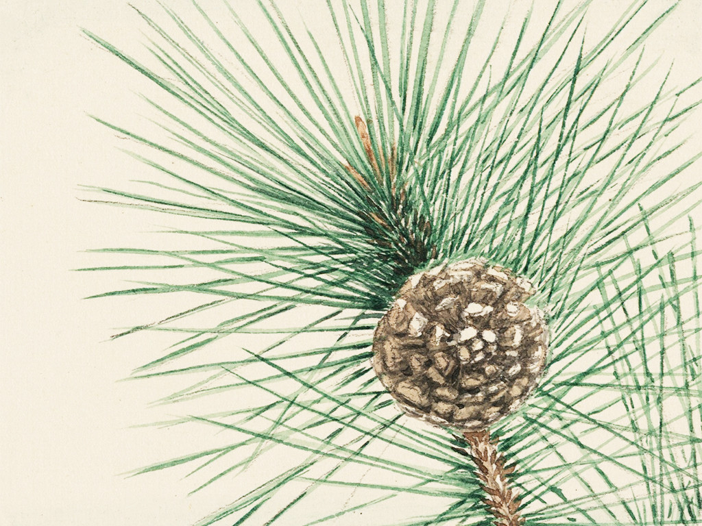 About - Ancient Tree Apprenticeship Group | The Harmonic Garden