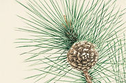 Pine Cone Sketch