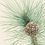 Thumbnail: Plant 1 Tree