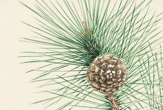 Pine Cone Sketch
