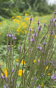 vervain.png