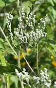 boneset.png