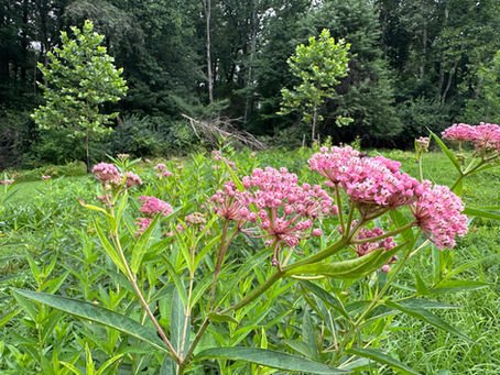 Exploring Bel Air's Blossoming Mini-Meadows: A Natural Retreat
