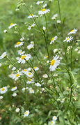 fleabane.png