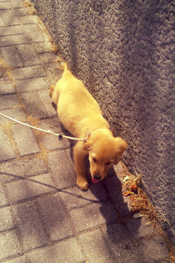 Bucky (3 meses)
