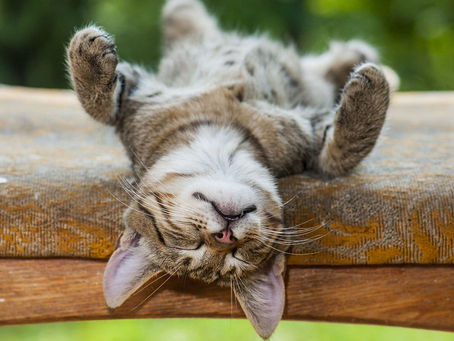 Gatos dorminhocos