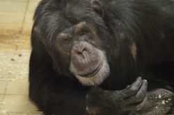 Chimpanzee