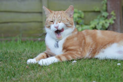 Action Shots