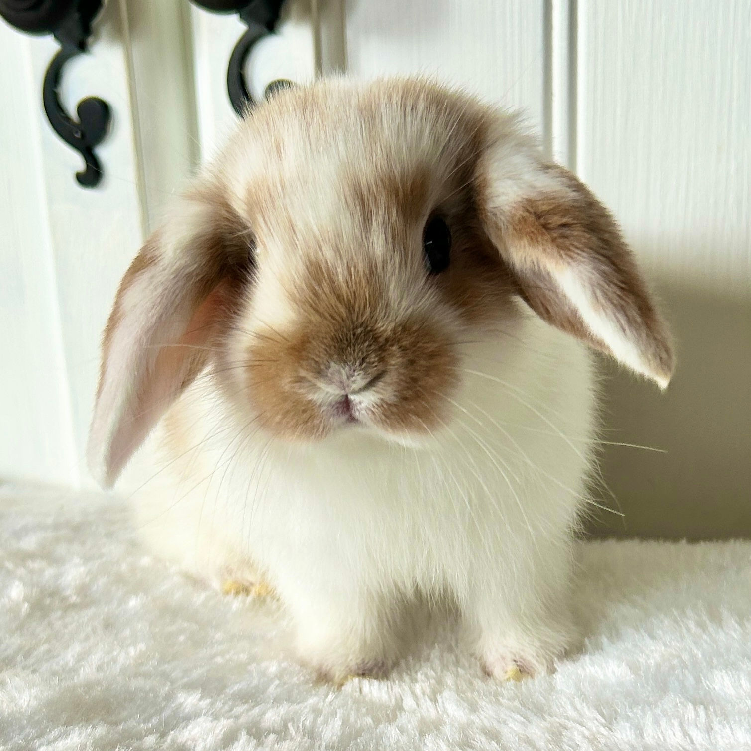 Broken Orange BOY 50% Deposit