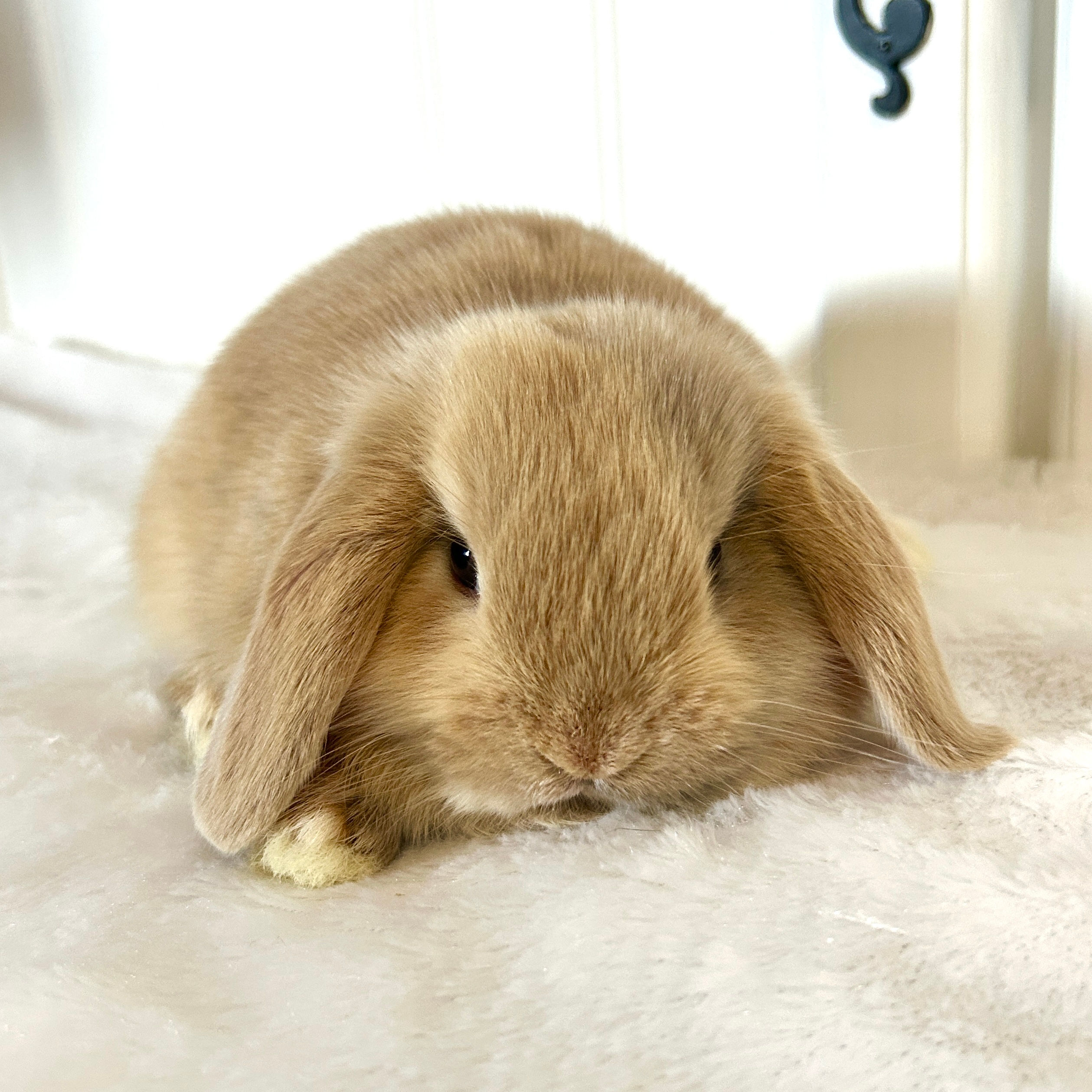 Harlequin GIRL || 50% Deposit || Pickup dates: 7/19 - 7/21