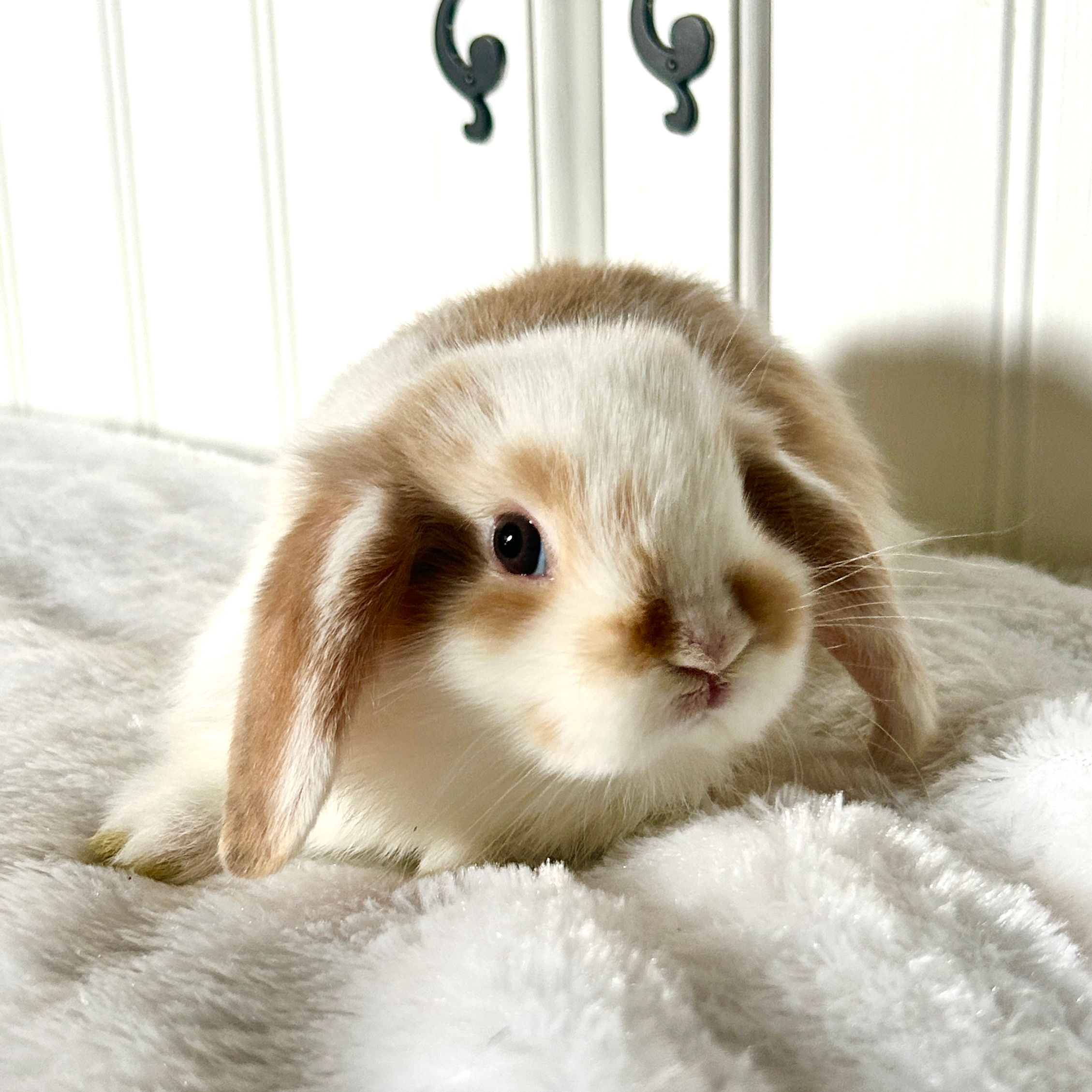 Tri-Color BOY || 50% Deposit || Pickup dates: 9/20/24 - 9/22/24