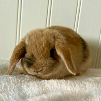 Harlequin GIRL 50% deposit