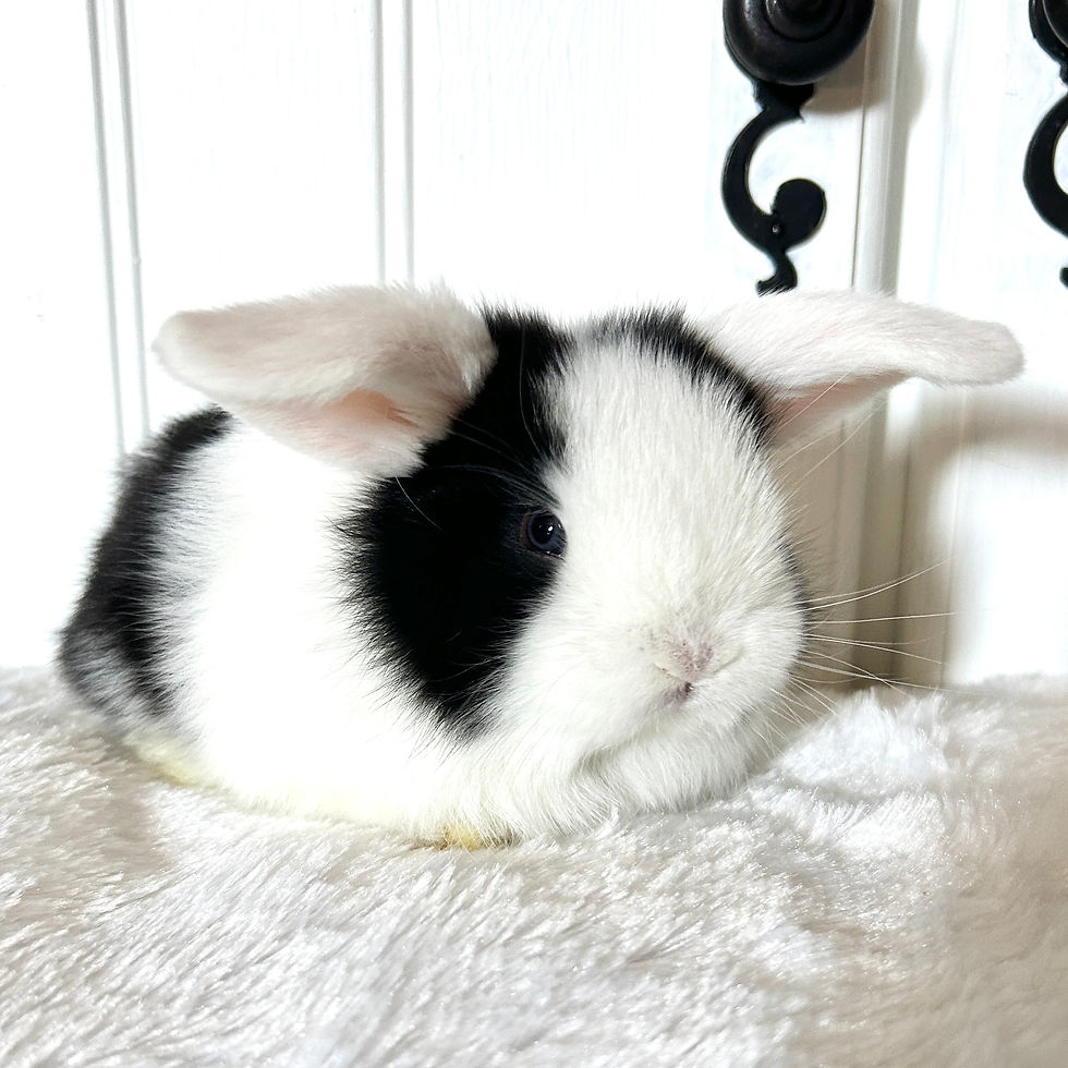 Black Vienna BOY Blue Eyes || 50% Deposit || Pickup dates: 6/21 - 6/23