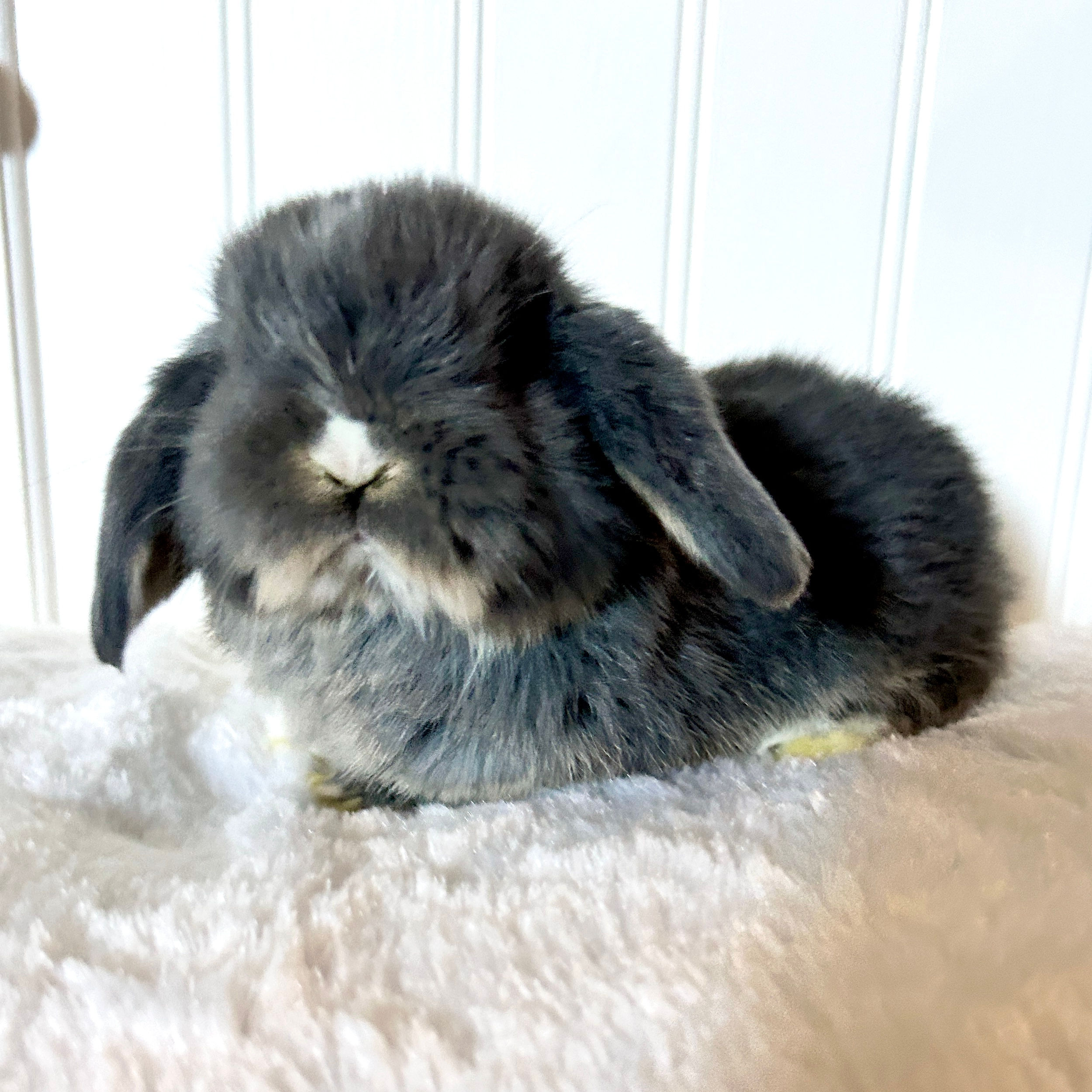 Blue Otter BOY || 50% Deposit || Pickup dates: 10/11/24 - 10/13/24