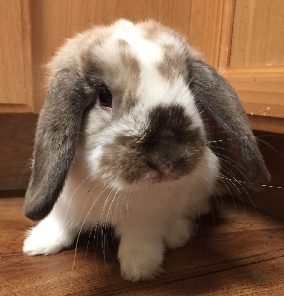 Available Bunnies California Lops of Love