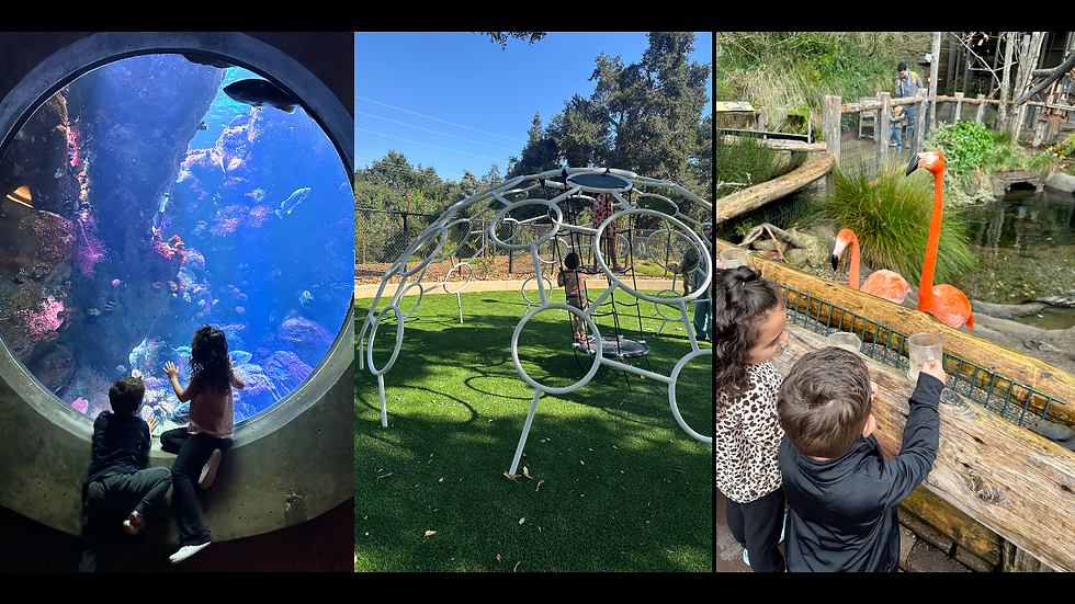 things to do with kids bay area, spring break, school is out, flamingo, museums