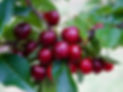Hotsons cherries.jpeg