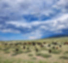 Cattle grazing with virtual fence collars