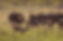 ostriches 1_edited.jpg