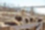 big-ostriches-farm-field-wooden-fence-domestic-animals-outdoors-ecological-concept.jpg