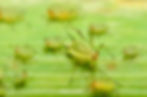 PT-50 - Insecticidial soap