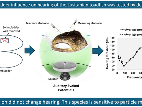 New publication: The swimbladder does not enhance hearing in the Lusitanian toadfish
