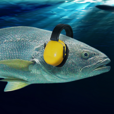 New publication: Comparing the Effects of Boat Noise on Sedentary and Mobile Fish