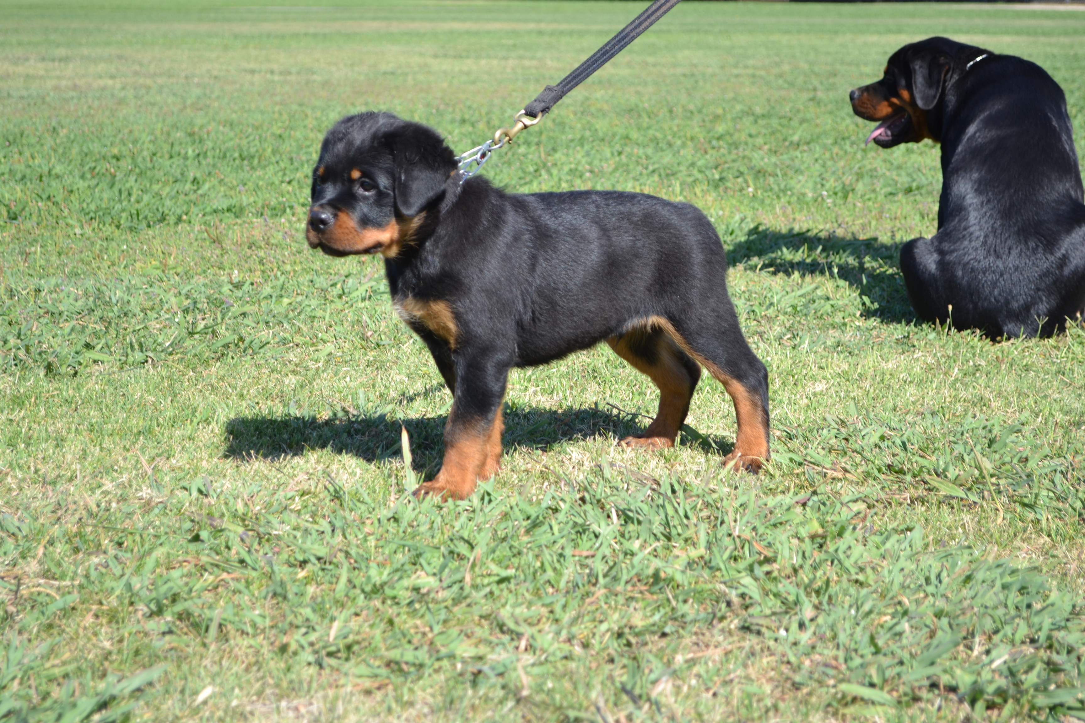 Males Wu Tang Rottweilers