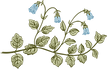 Botany