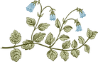 Botany                                  