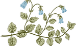 Botany