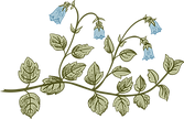 Botany 2