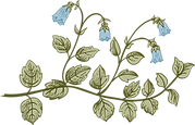 Botânica