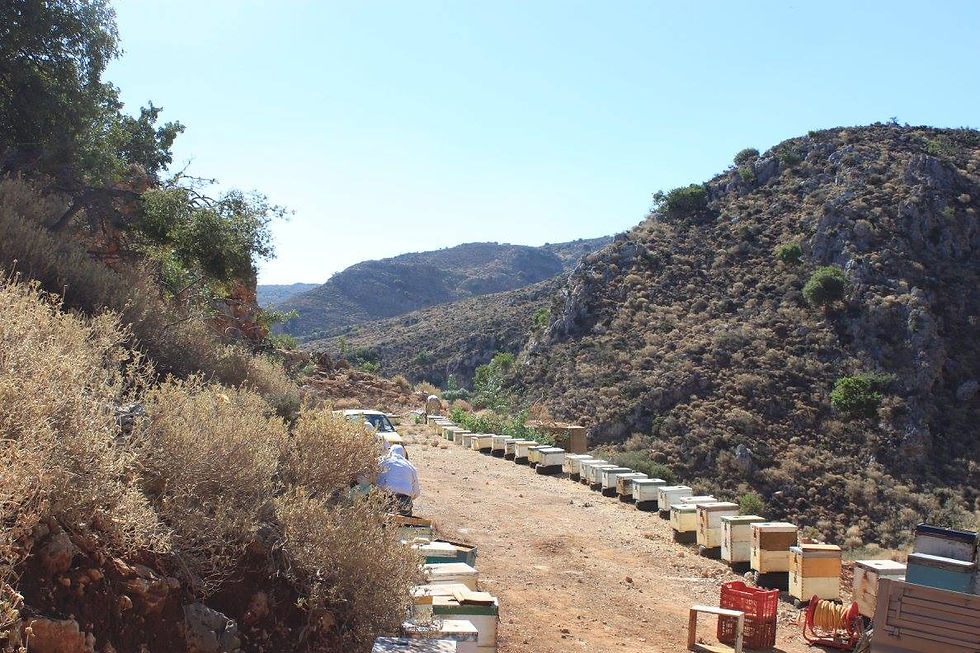 Colorful beehives with hills in the background.