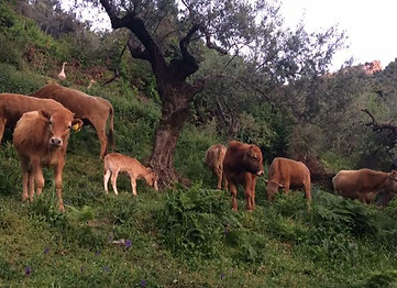 Brown cows grazing on grass on a hillside.