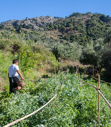 A man carrying a basket walking toward vegetable garden beds.