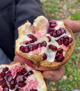 A pomegranate cut in half held in a man’s hands..jpg
