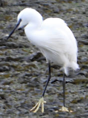 little egret feet.jpg