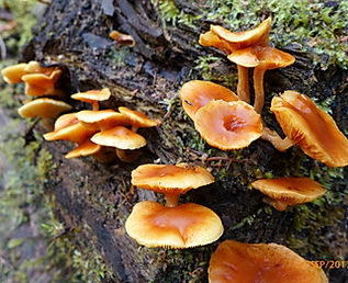 hygrocybe citrina