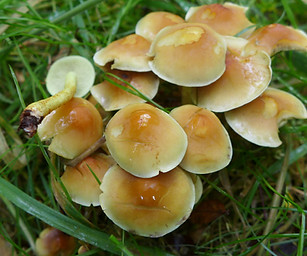 hypholoma fasciculare
