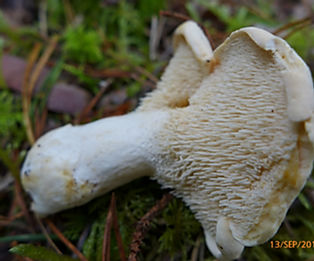 hygrocybe citrina