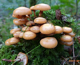 galerina mutabilis