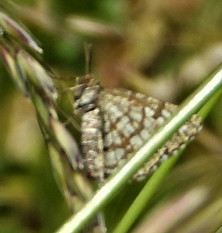 lattice moth.jpg
