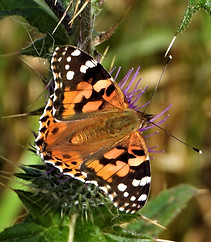 painted lady.JPG