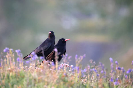Chough - Pyrrhocorax pyrrhocorax
Mullion Cove, Cornwall